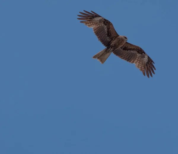 Pipas Orelhas Pretas Japonesas Milvus Lineatus Aves Rapina Voando Contra — Fotografia de Stock