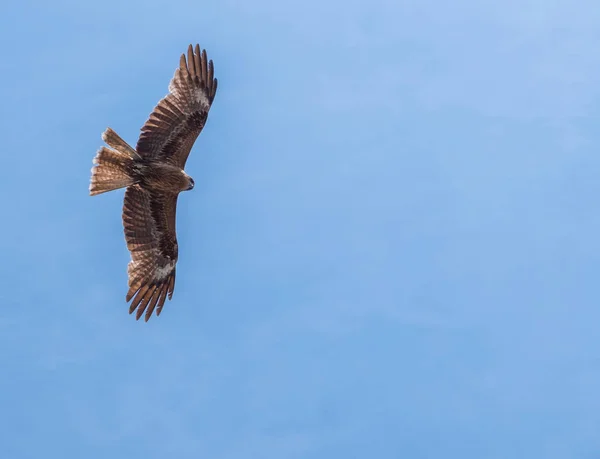 Japanse Zwarte Eared Vliegers Milvus Lineatus Roofvogel Stijgende Tegen Blauwe — Stockfoto