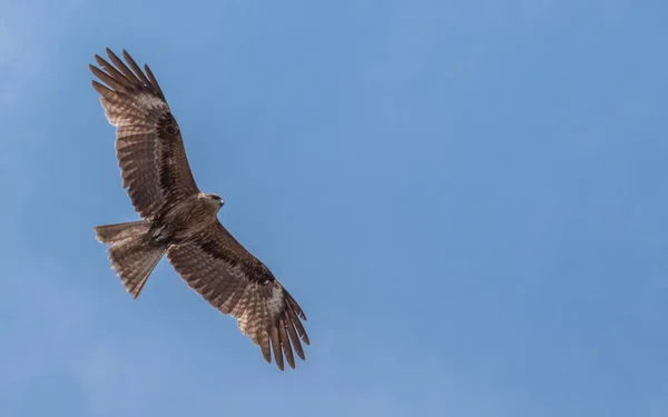 Japon Kara Kulaklı Uçurtma Milvus Lineatus Mavi Gökyüzü Karşı Yükselen — Stok fotoğraf