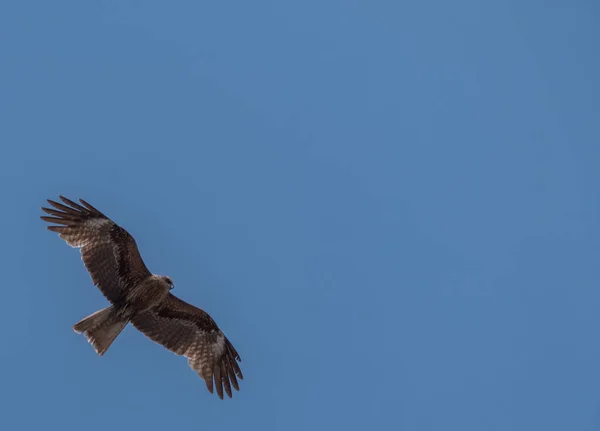 Japon Kara Kulaklı Uçurtma Milvus Lineatus Mavi Gökyüzü Karşı Yükselen — Stok fotoğraf