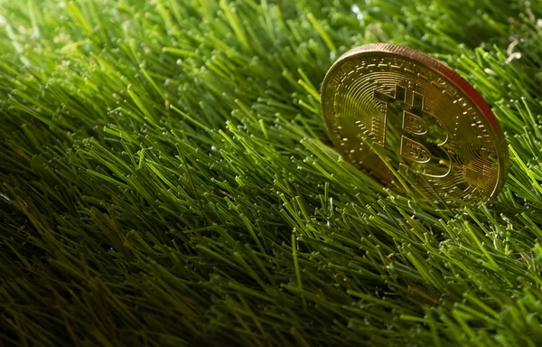 Bitcoin yeşil çimen, clos eup üzerinde
