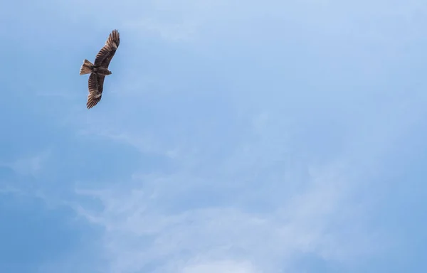 Japanese Black Eared Kites Milvus Lineatus Bird Prey Soaring Blue — Stock Photo, Image