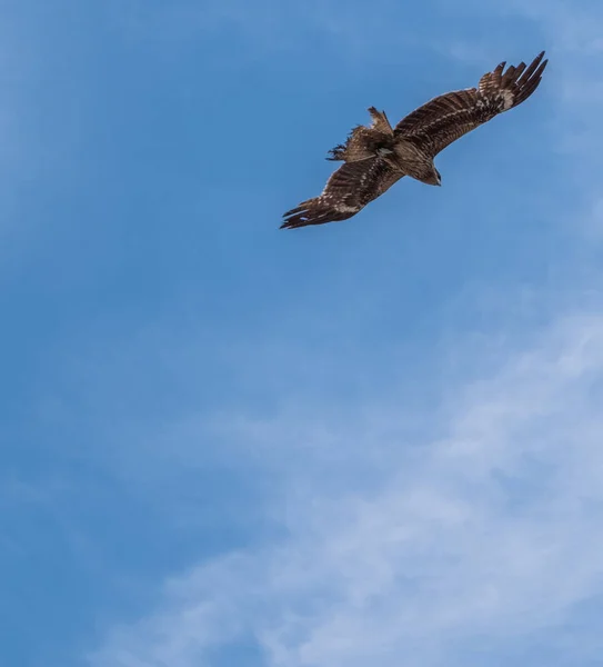 Japansk Svart Eared Drakar Milvus Lineatus Rovfågel Skyhöga Mot Blå — Stockfoto