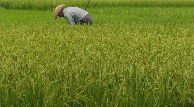 Chiba, Japonya - 18 Temmuz 2018. Sıcak bir yaz günü sırasında onun pirinç alanında çalışan Japon efarmer.