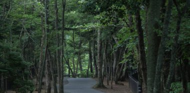 Ormanda yürüyüş yolu