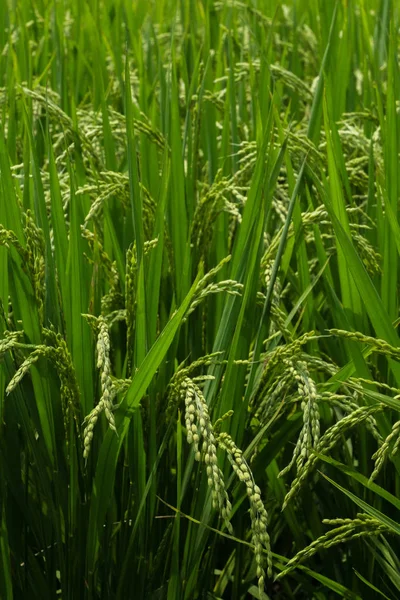 Stäng Upp Ris Stjälk Fältet Landsbygden Japan — Stockfoto