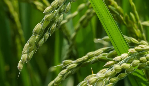 Close View Rice Stalk Field Rural Japan — Stock Photo, Image