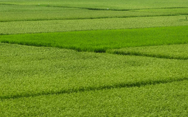 Green Rice Field Rural Chiba Japan — Stock Photo, Image