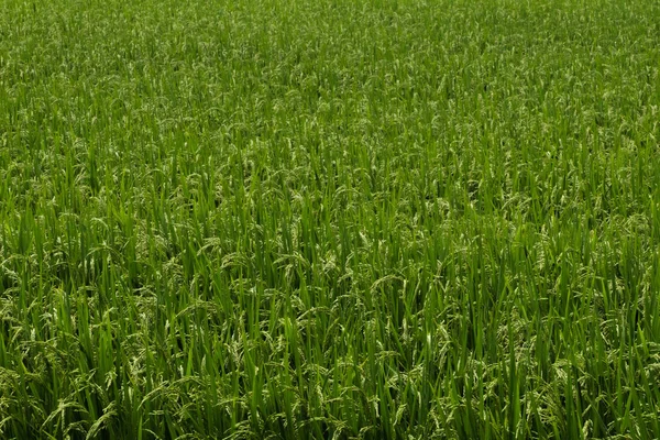 Gröna Risfält Landsbygden Chiba Japan — Stockfoto