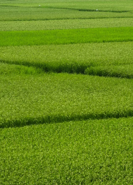 Green Rice Field Rural Chiba Japan — Stock Photo, Image