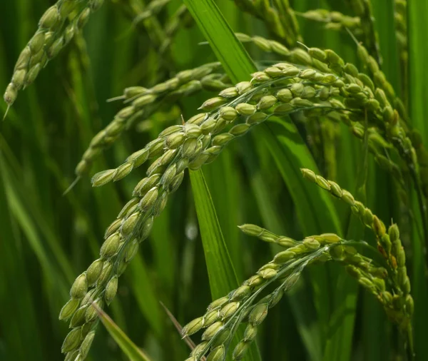 Close View Rice Stalk Field Rural Japan — Stock Photo, Image