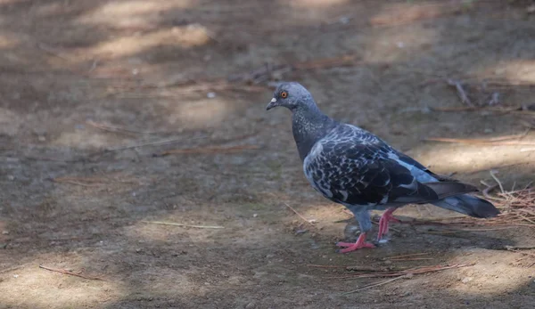 Close up view of a wild pigeon on the ground