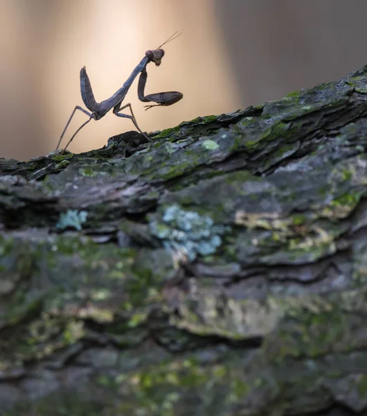 Коричневий Mantis Кора Дерева Крупним Планом Постріл — стокове фото