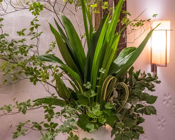 花瓶の装飾的な植物 — ストック写真