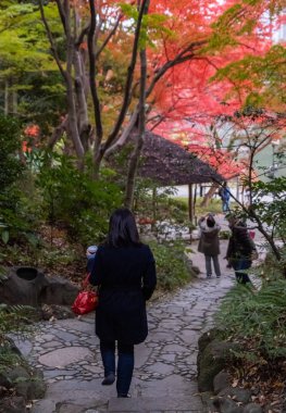 Tokyo, Japonya - 12 Kasım 2017. Yoyogi'nin parkının görünümü sonbaharda renk bırakır ağaç değiştirme