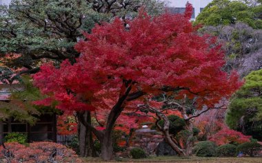 Japon Kırmızı Akçaağaç ağacı ve sonbaharda Tokyo Garden yaprakları