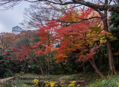 Japon Kırmızı Akçaağaç ağacı ve sonbaharda Tokyo Garden yaprakları