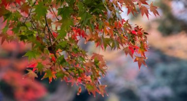 Sonbahar sezonunda güzel ağaçlar 