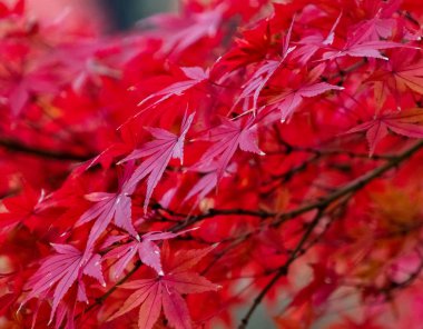 Sonbahar sezonunda güzel ağaçlar 