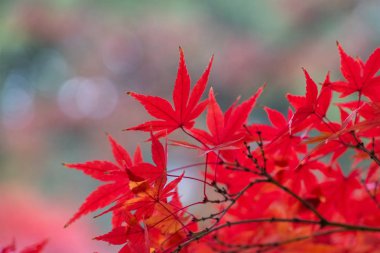 Sonbahar sezonunda güzel ağaçlar 