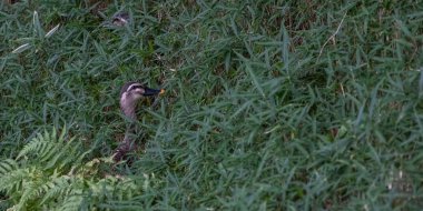 Parkta yeşil çim eğimde saklanan yaban ördeği
