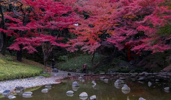 日本东京 2017年11月12日 秋天Yoyogi公园改变树叶颜色的景观 — 图库照片