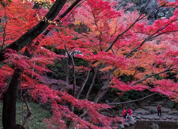 日本东京 2017年11月12日 秋天Yoyogi公园改变树叶颜色的景观 — 图库照片