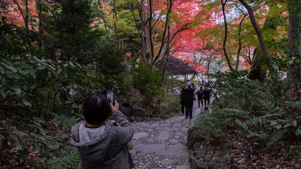 Tokio Japón Noviembre 2017 Vista Del Parque Yoyogi Cambiando Los — Foto de Stock