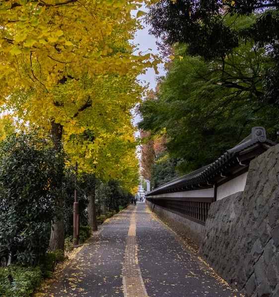 日本红枫树和秋天在东京花园的叶子 — 图库照片