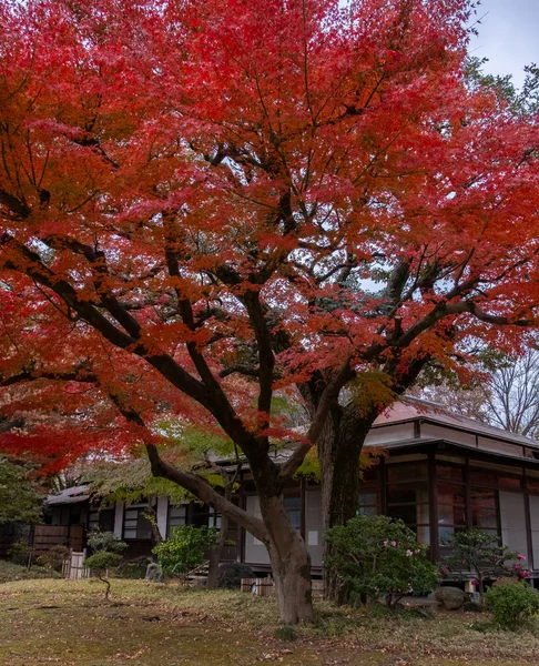 Japanese Red Maple Tree Leaves Tokyo Garden Autumn — Stock Photo, Image