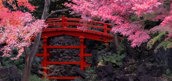 Japoński Czerwony Klon Pozostawia Tokio Ogród Jesienią — Zdjęcie stockowe