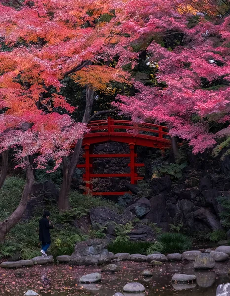 日本红枫树和秋天在东京花园的叶子 — 图库照片