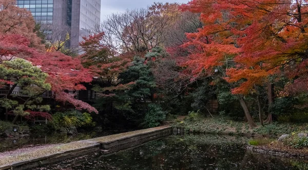 Japanese Red Maple tree and leaves at a Tokyo Garden in autumn