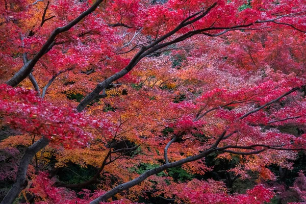 Érable Rouge Japonais Feuilles Dans Jardin Tokyo Automne — Photo