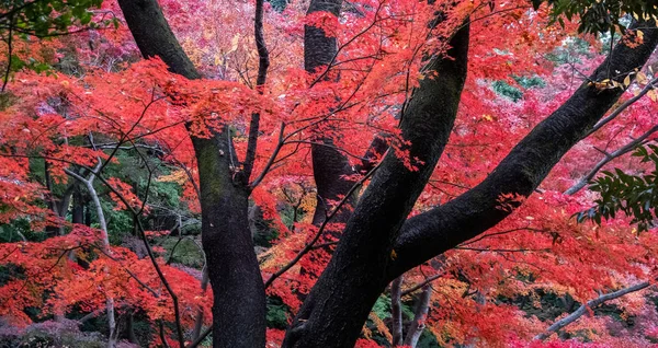 Érable Rouge Japonais Feuilles Dans Jardin Tokyo Automne — Photo