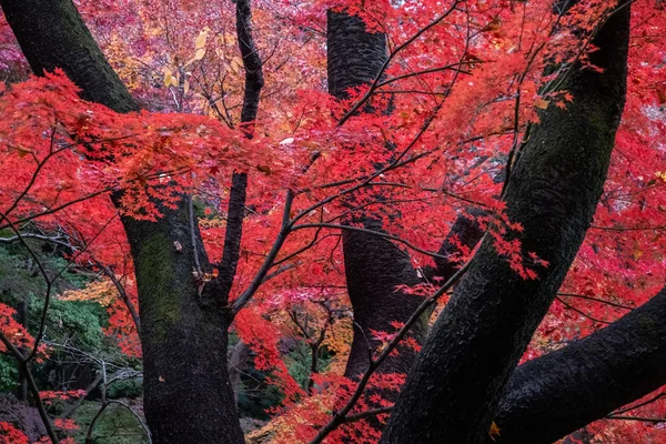 秋の東京庭園で日本の赤いカエデの木と葉 — ストック写真