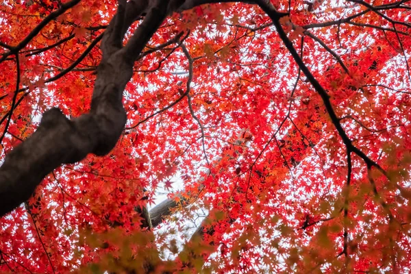 Beaux Arbres Automne — Photo