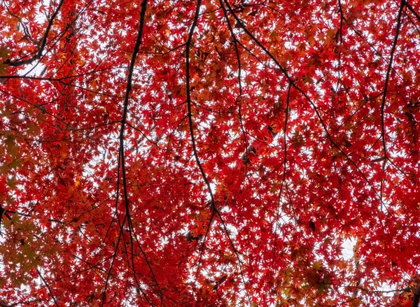 Beautiful Trees Autumn Season — Stock Photo, Image