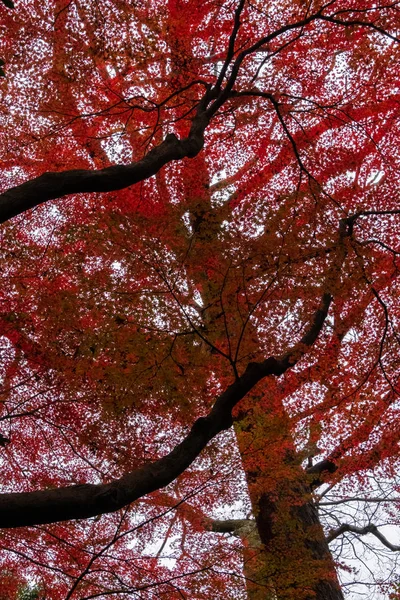 Красивые Деревья Осенний Сезон — стоковое фото