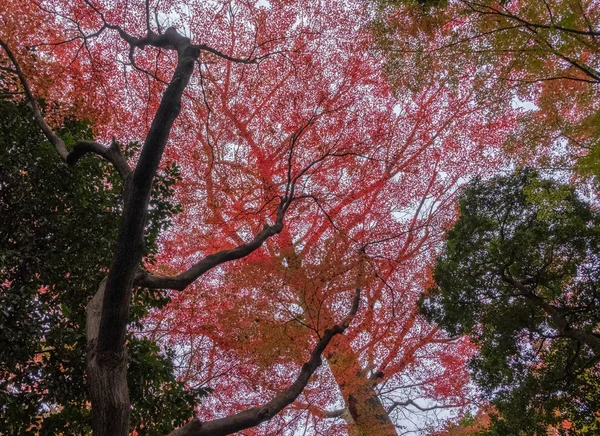 Hermosos Árboles Temporada Otoño — Foto de Stock