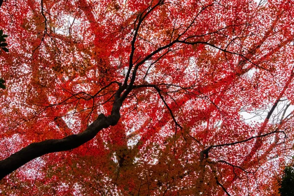 Prachtige Bomen Het Herfstseizoen — Stockfoto