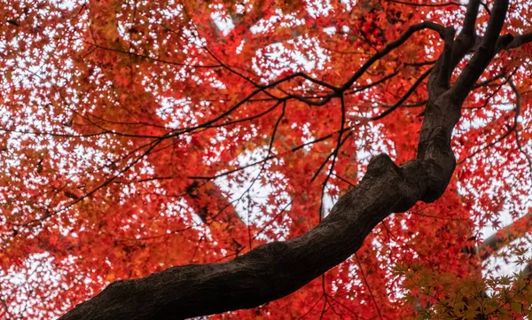 Krásné Stromy Podzimní Sezóně — Stock fotografie