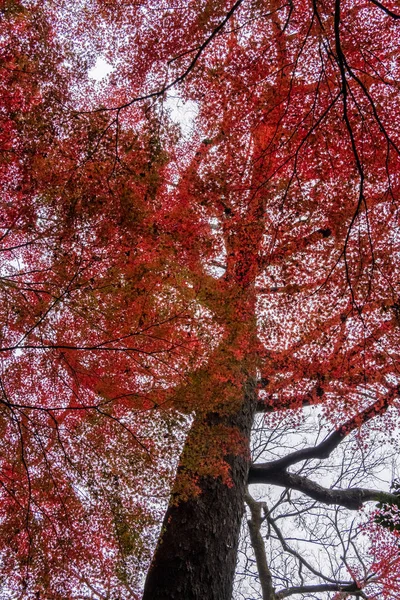 Prachtige Bomen Het Herfstseizoen — Stockfoto