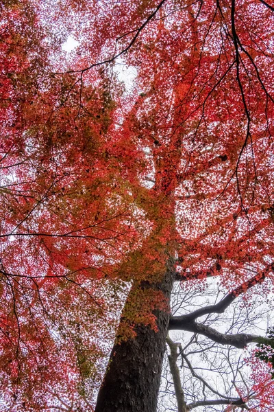 Beaux Arbres Automne — Photo