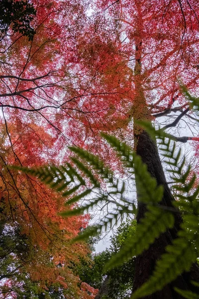 Schöne Bäume Der Herbstsaison — Stockfoto