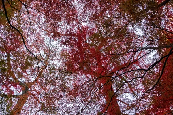 Schöne Bäume Der Herbstsaison — Stockfoto