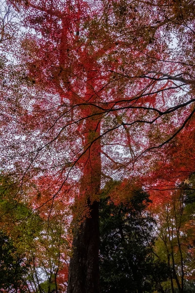 Beaux Arbres Automne — Photo