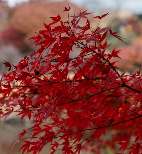 Prachtige Bomen Het Herfstseizoen — Stockfoto