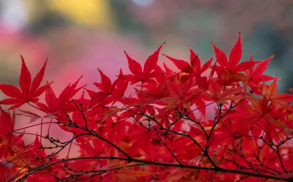 Beautiful Trees Autumn Season — Stock Photo, Image