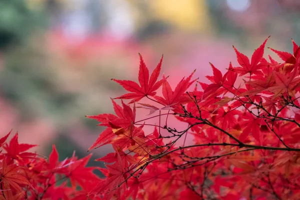 Krásné Stromy Podzimní Sezóně — Stock fotografie